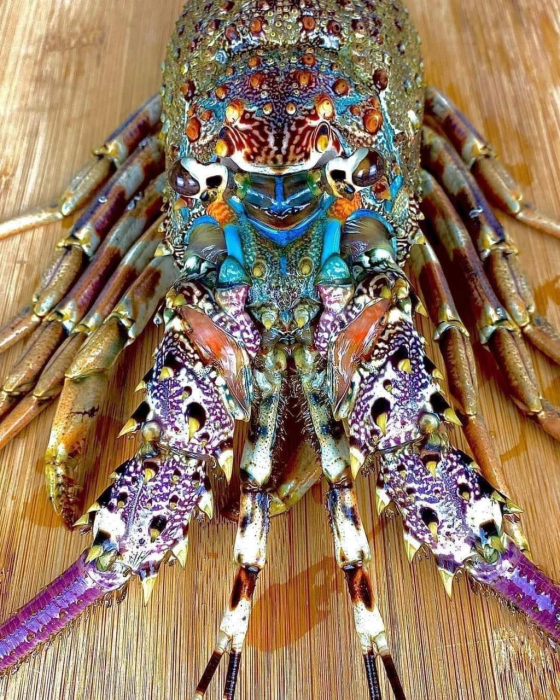 ornate_spiny_lobster.png