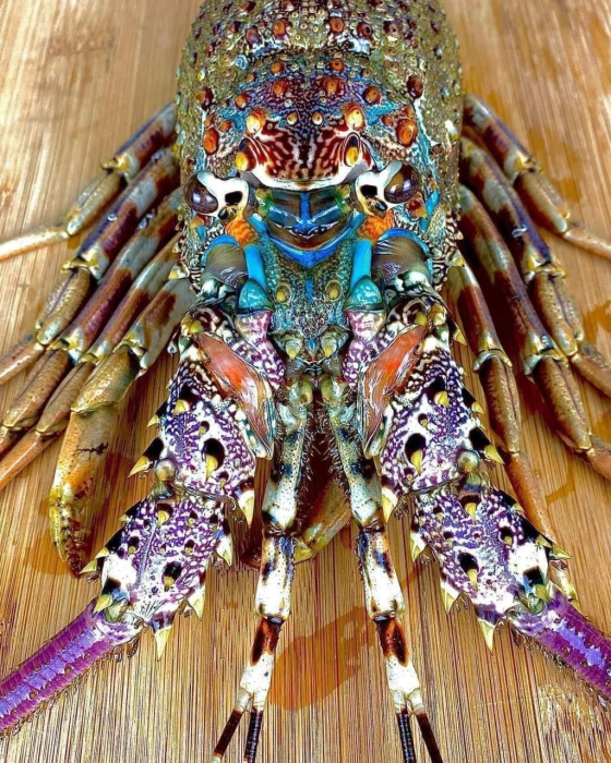 ornate_spiny_lobster.png ornate_spiny_lobster.png