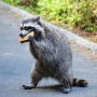 raccoon-devouring-his-bread.png